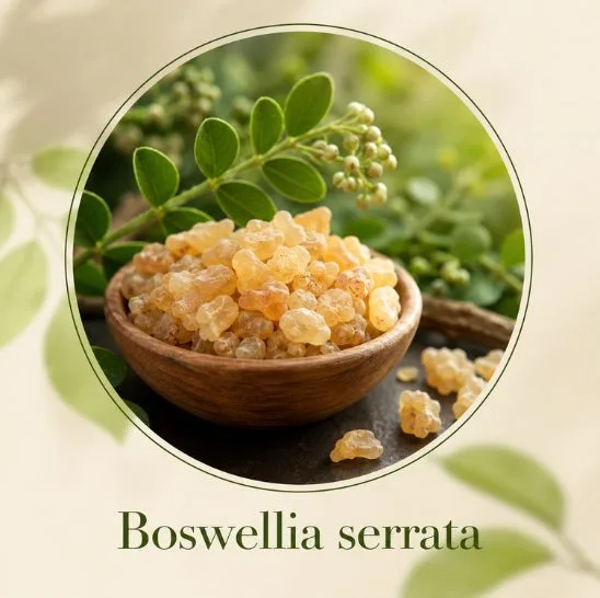 Boswellia serrata